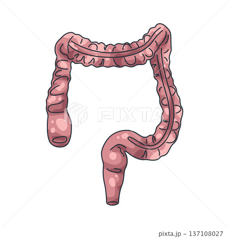 Illustration of Human intestines 137108027