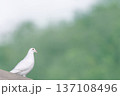 緑の森を背景にたたずむ白鳩 137108496