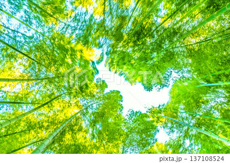 日本の横浜都市景観強風に揺れる竹林。春の陽気…先端の黄色味が太陽光を浴びより黄金色に＝2月28日 137108524