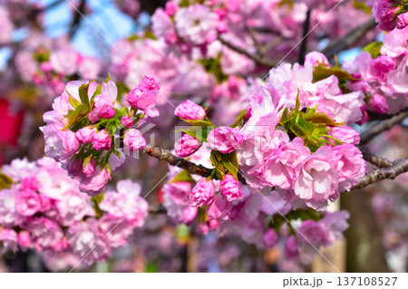 八重桜　紅手毬　大阪造幣局にて 137108527