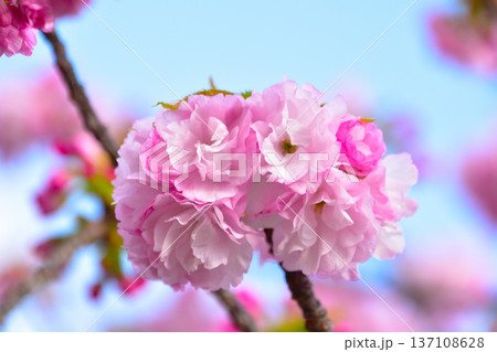 八重桜 紅手毬 大阪造幣局にて 八重桜 紅手毬 大阪造幣局にて 137108628