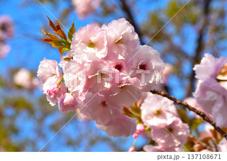八重桜　一葉　大阪造幣局にて 137108671