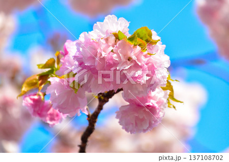 八重桜 林一号 大阪造幣局にて 八重桜 林一号 大阪造幣局にて 137108702