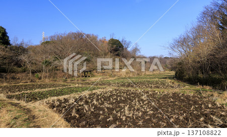 横浜市戸塚区舞岡ふるさと公園の冬 横浜市戸塚区舞岡ふるさと公園の冬 137108822