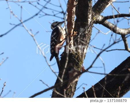 小根山野鳥の森で撮ったオオアカゲラ 137108870
