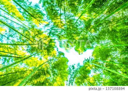 日本の横浜都市景観強風に揺れる竹林。春の陽気…先端の黄色味が太陽光を浴びより黄金色に＝2月28日 137108894