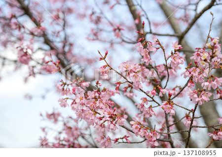オカメザクラ 桜 春 2月 素材 137108955