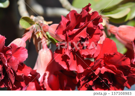 Desert rose, APOCYACEAE or Adenium obesum or Mock Azalea or Pinkbignonia or Impala lily or red flower Desert rose, APOCYACEAE or Adenium obesum or Mock Azalea or Pinkbignonia or Impala lily or red flower 137108983