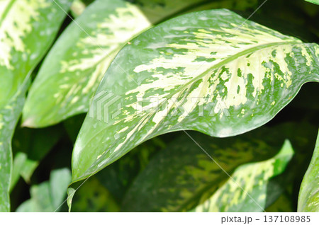 Tropic Snow,araceae or Dieffenbachia amoena or dieffenbachia seguine or Dumb cane or bicolor plant Tropic Snow,araceae or Dieffenbachia amoena or dieffenbachia seguine or Dumb cane or bicolor plant 137108985