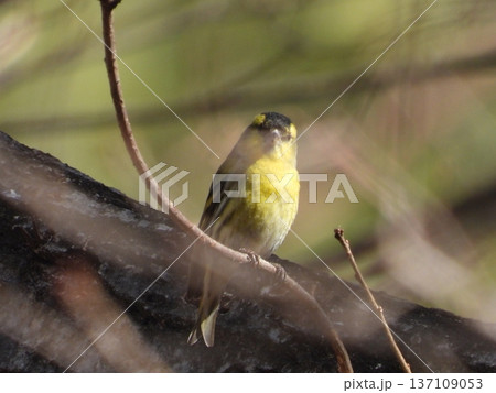 小根山野鳥の森で撮ったマヒワ 小根山野鳥の森で撮ったマヒワ 137109053