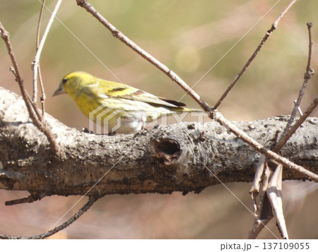小根山野鳥の森で撮ったマヒワ 137109055