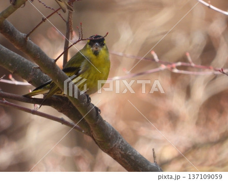小根山野鳥の森で撮ったマヒワ 小根山野鳥の森で撮ったマヒワ 137109059