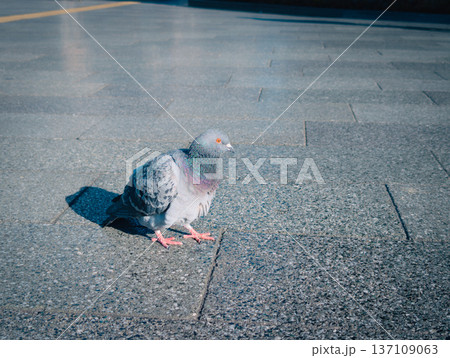 地面に立つハト 137109063