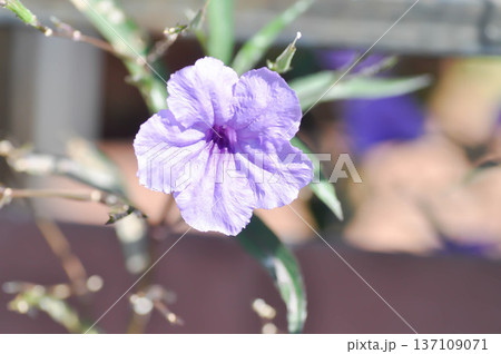 Hygrophila erecta, Purple petunia or Wild Petunia or Waterkanon, Watrakanu or Minnieroot or Iron root or purple flower 137109071