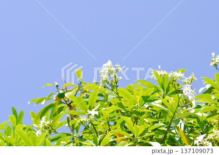 Cerbera Odollam Gaertn or Apocynaceae or pong pong and flowers 137109073