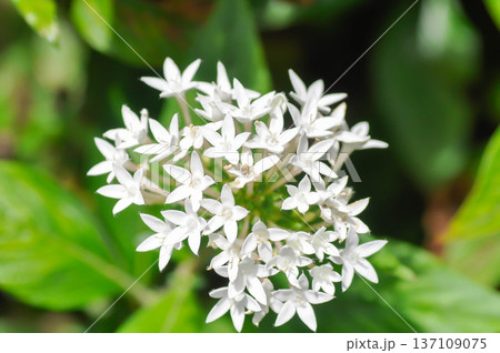 Pentas lanceolata , Egyptian star cluster or RUBIACEAE or Egyptian starcluster or Starflower or White Egyptian starcluster flowers 137109075