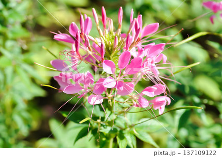 Spider Flower, Showy Spider Floweror Cleome speciosa Raf or Cleomaceae or pink flower Spider Flower, Showy Spider Floweror Cleome speciosa Raf or Cleomaceae or pink flower 137109122