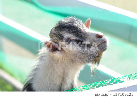 Miniature Goat, Pygmy Goat or Mini Pygmy Goat or little goat Miniature Goat, Pygmy Goat or Mini Pygmy Goat or little goat 137109123