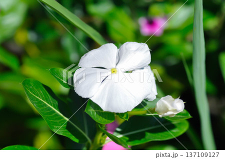 Catharanthus roseus G Don ,APOCYNACEAE or Madagascar periwinkle or Vinca or Old maid flower 137109127