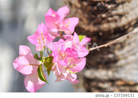 Bougainvillea or paper flower ,purple paper flower or pink flowe Bougainvillea or paper flower ,purple paper flower or pink flowe 137109131