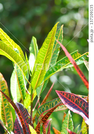 Codiaeum variegatium Blume or Croton, Variegated Laurel or Garden Croton or red leaf Codiaeum variegatium Blume or Croton, Variegated Laurel or Garden Croton or red leaf 137109135