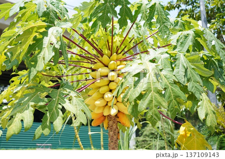 Vibrant Papaya Tree Laden with Ripe Tropical Fruits Vibrant Papaya Tree Laden with Ripe Tropical Fruits 137109143