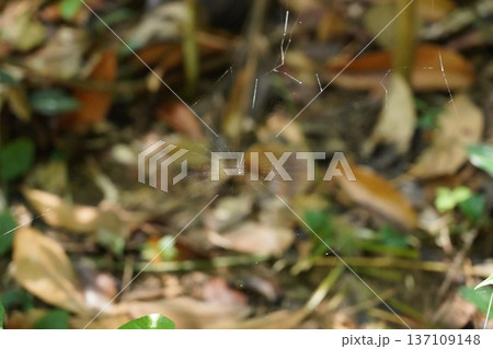 Intricate Spiderweb with Orb-weaver in Forest Undergrowth 137109148