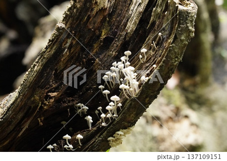 Delicate White Mycena Mushrooms on Decaying Forest Wood Delicate White Mycena Mushrooms on Decaying Forest Wood 137109151