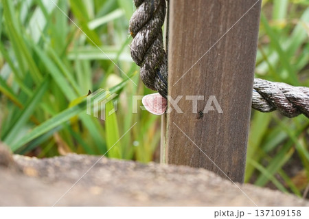 Pink Blushing Bracket Fungus Flourishing on Wood Post 137109158
