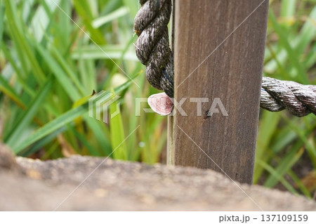 Vibrant Trametes versicolor Fungus on Rustic Wood  Rope 137109159