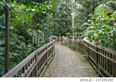 Tranquil Stone Pathway Through Dense Tropical Forest Tranquil Stone Pathway Through Dense Tropical Forest 137109160