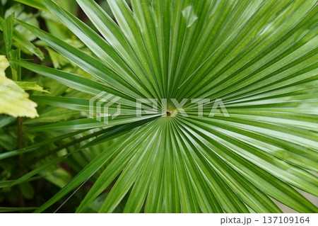 Vibrant Green Chinese Fan Palm Leaf Pattern Close-up Vibrant Green Chinese Fan Palm Leaf Pattern Close-up 137109164