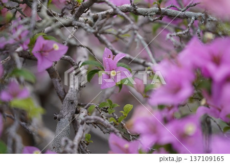 Blooming Magenta Bougainvillea Tropical Floral Beauty Blooming Magenta Bougainvillea Tropical Floral Beauty 137109165