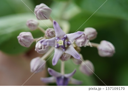 Exotic Purple Crown Flower Blossom and Buds Macro 137109170