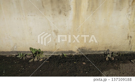 コンクリートの壁の隙間から生える雑草 137109188