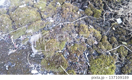 アスファルト脇に広がる苔 137109189