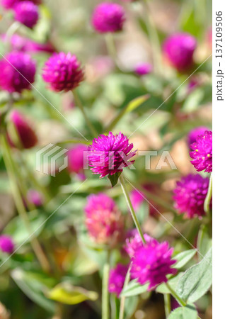 Amaranthaceae, Bachelors button or Globe Amaranthus or Gomphrena globosa L or fuchsia color flower Amaranthaceae, Bachelors button or Globe Amaranthus or Gomphrena globosa L or fuchsia color flower 137109506