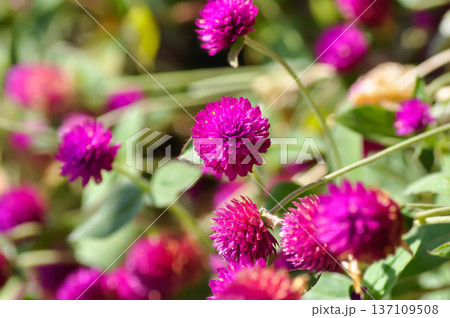Amaranthaceae, Bachelors button or Globe Amaranthus or Gomphrena globosa L or fuchsia color flower 137109508