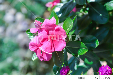 Catharanthus roseus G Don ,APOCYNACEAE or Madagascar periwinkle or Vinca or Old maid or pink flower Catharanthus roseus G Don ,APOCYNACEAE or Madagascar periwinkle or Vinca or Old maid or pink flower 137109509