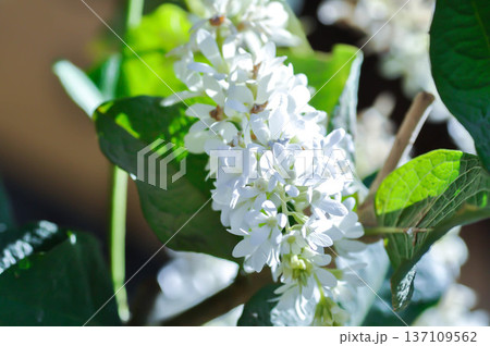 Petrea volubilis L, verbenaceae or White Petrea or white flower 137109562