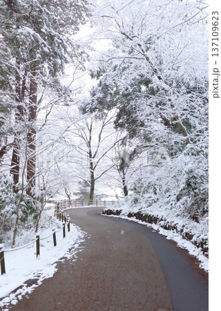雪に包まれた森のカーブする遊歩道 雪に包まれた森のカーブする遊歩道 137109623