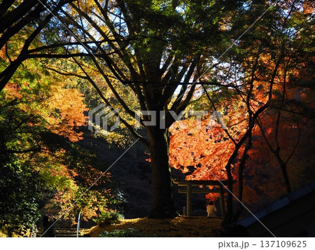 河内長野市 延命寺の紅葉 河内長野市 延命寺の紅葉 137109625