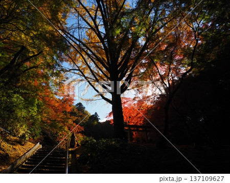 河内長野市　延命寺の紅葉 137109627