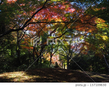 河内長野市　延命寺の紅葉 137109630