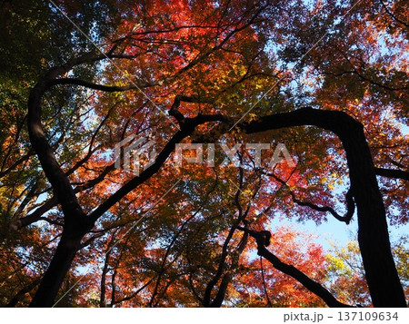 河内長野市　延命寺の紅葉 137109634