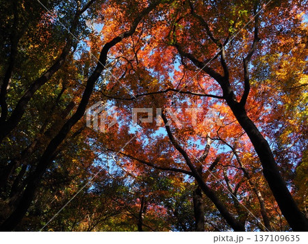 河内長野市　延命寺の紅葉 137109635
