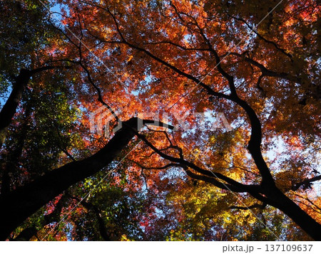 河内長野市　延命寺の紅葉 137109637