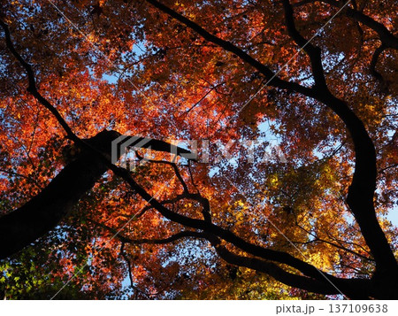 河内長野市 延命寺の紅葉 河内長野市 延命寺の紅葉 137109638