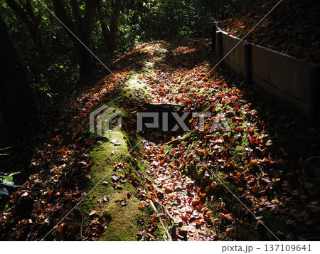 河内長野市 延命寺の紅葉 河内長野市 延命寺の紅葉 137109641