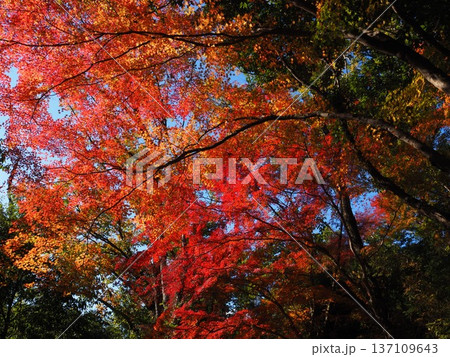 河内長野市 延命寺の紅葉 河内長野市 延命寺の紅葉 137109643